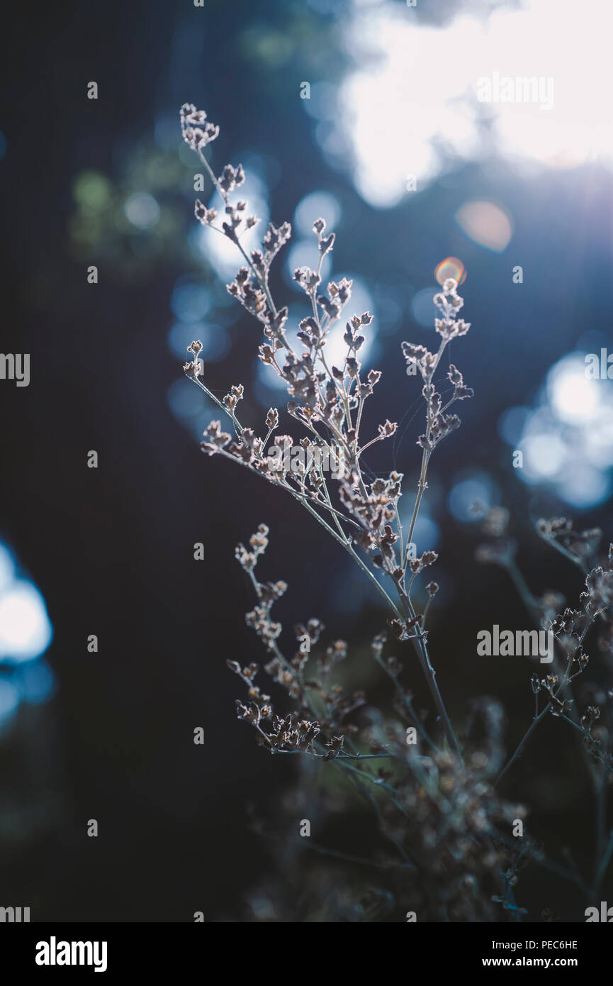 Wilde Pflanzen und Sun Stockfoto