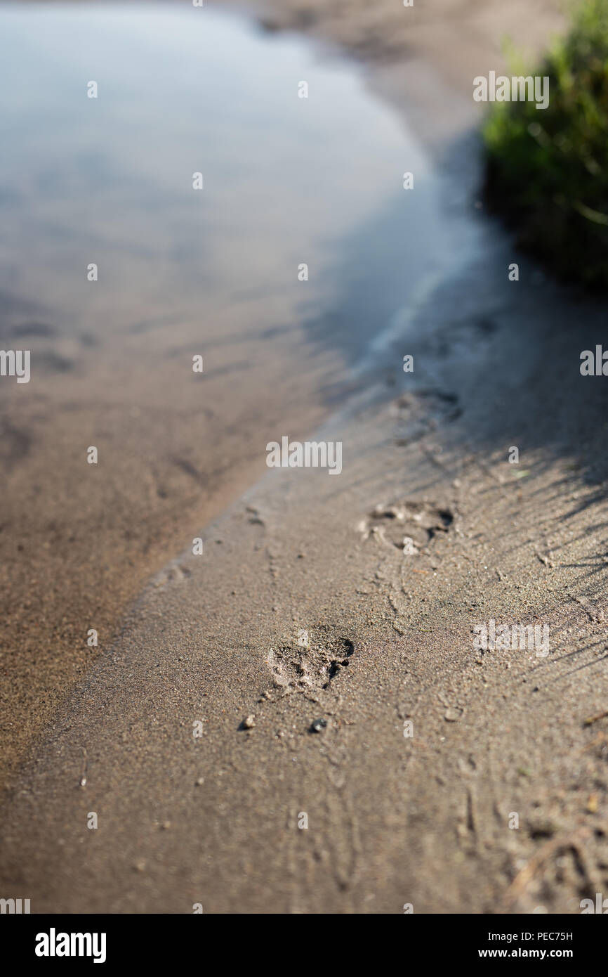 Hund Pfotenabdrücke in Sand durch Wasser Stockfoto