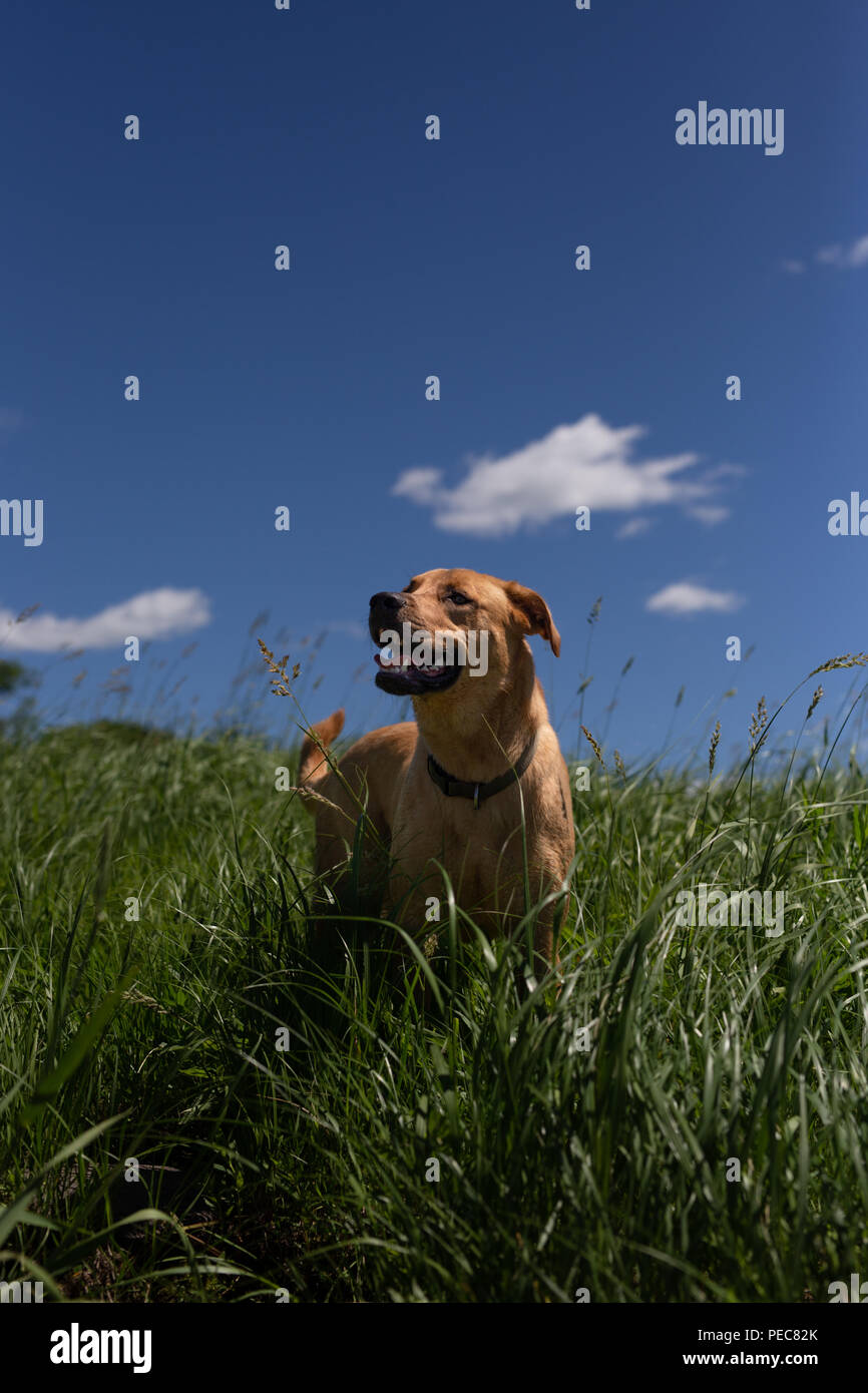 Hund im hohen Gras stehend mit blauer Himmel Stockfoto