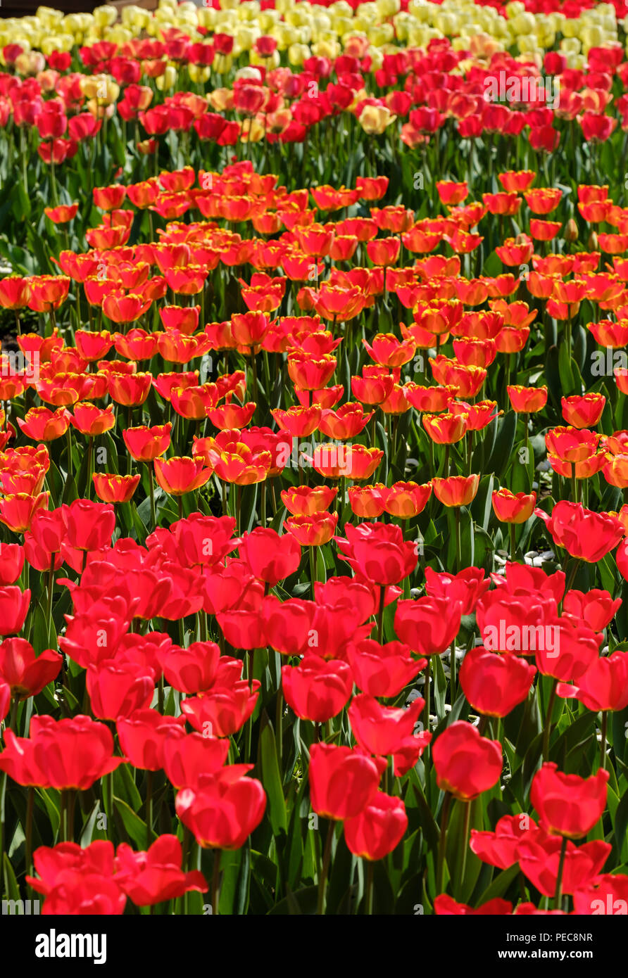 Blühende Tulpen, Botanischer Garten, Augsburg, Schwaben, Bayern, Deutschland Stockfoto