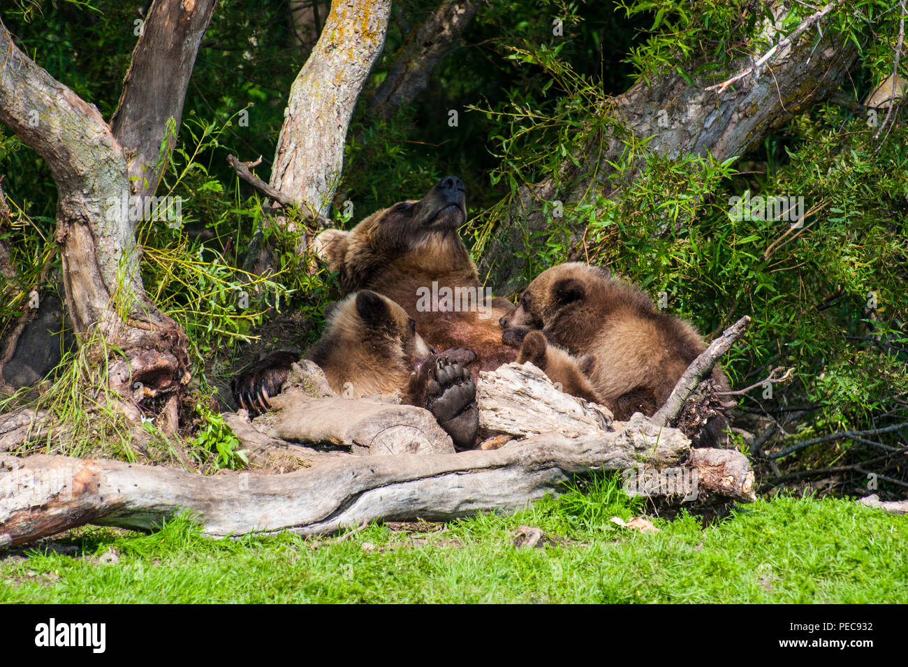 Kamtschatka Braunbär (Ursus arctos) beringianus, Mutter Tier mit Schalen, Kurile See, Kamtschatka, Russland Stockfoto