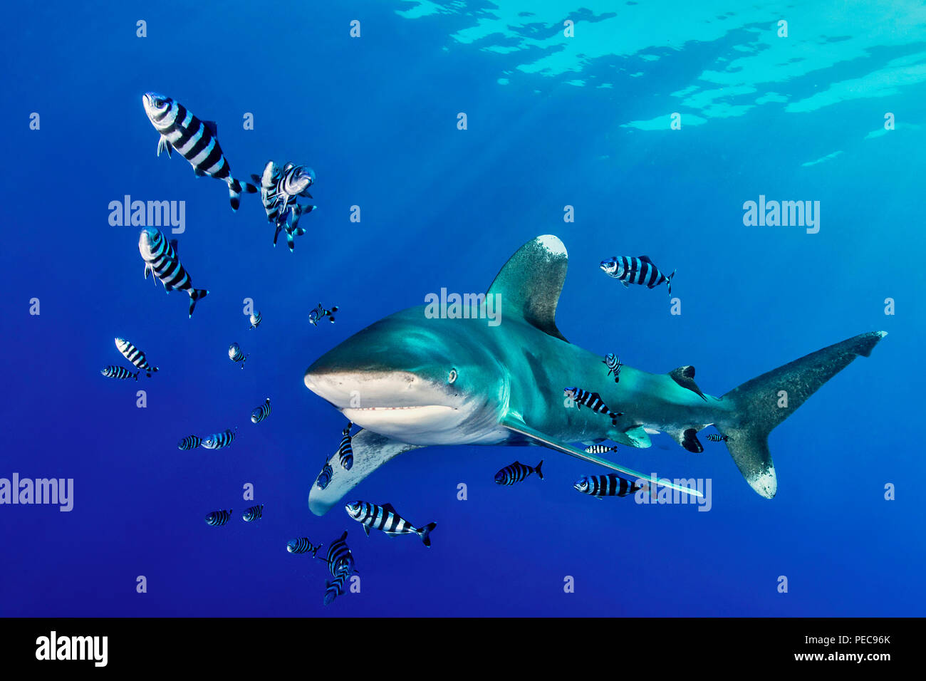 Oceanic Weißspitzen Hai (Carcharhinus Longimanus) mit Pilot Fisch (Naucrates Rakel), Rotes Meer, Ägypten Stockfoto