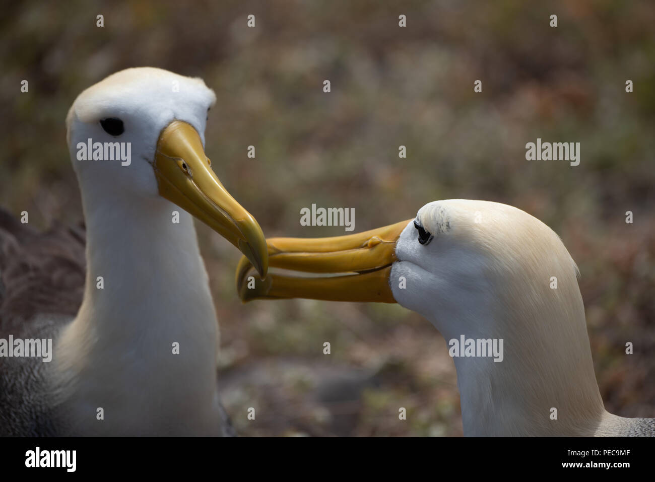 Winkte Albatross Umwerbung Stockfoto