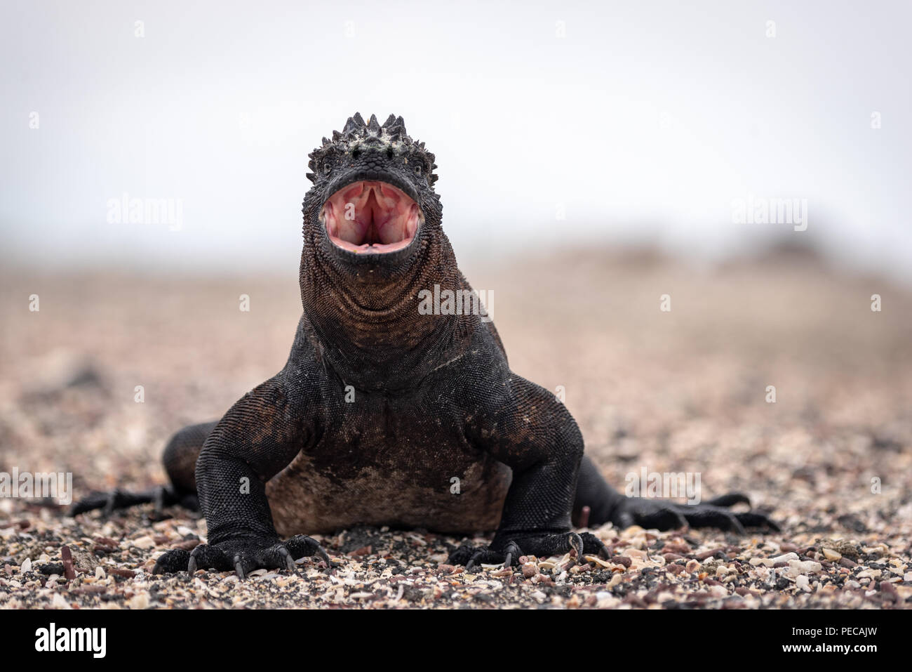 Meerechsen, Galápagos-Inseln Stockfoto