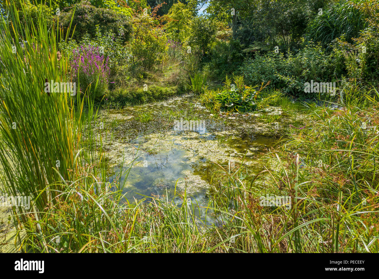 Wildlife pond Fotos und Bildmaterial in hoher Auflösung Alamy