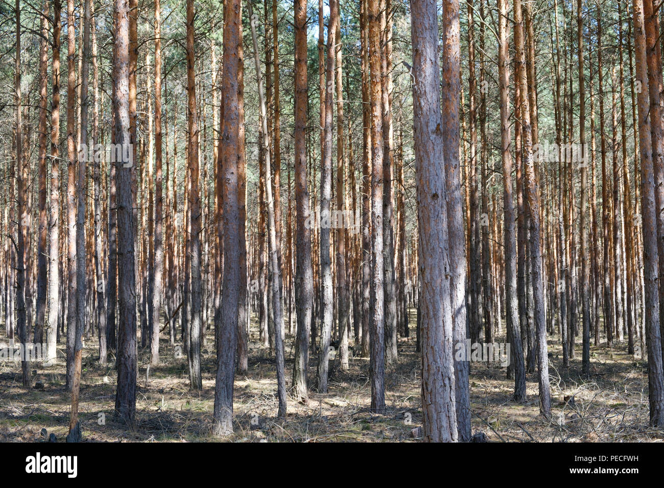 Bäume im Pinienwald - Nadelwald Stockfoto