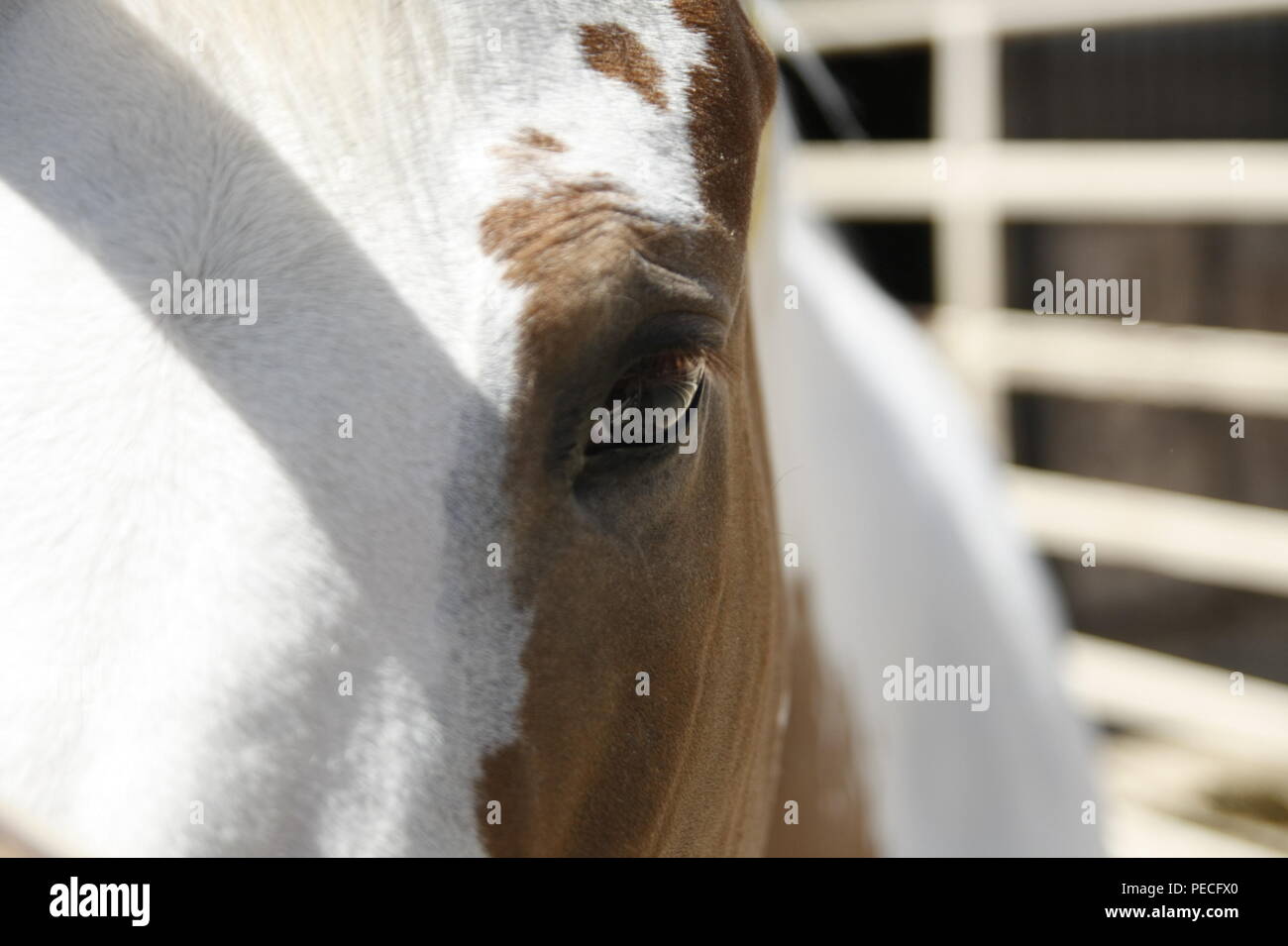 Ein in der Nähe der Horse Eye Stockfoto