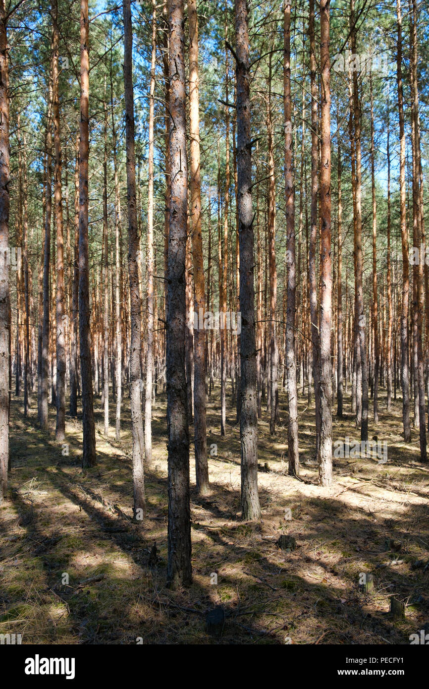 Im Kiefernwald - Nadelbäume Stockfoto