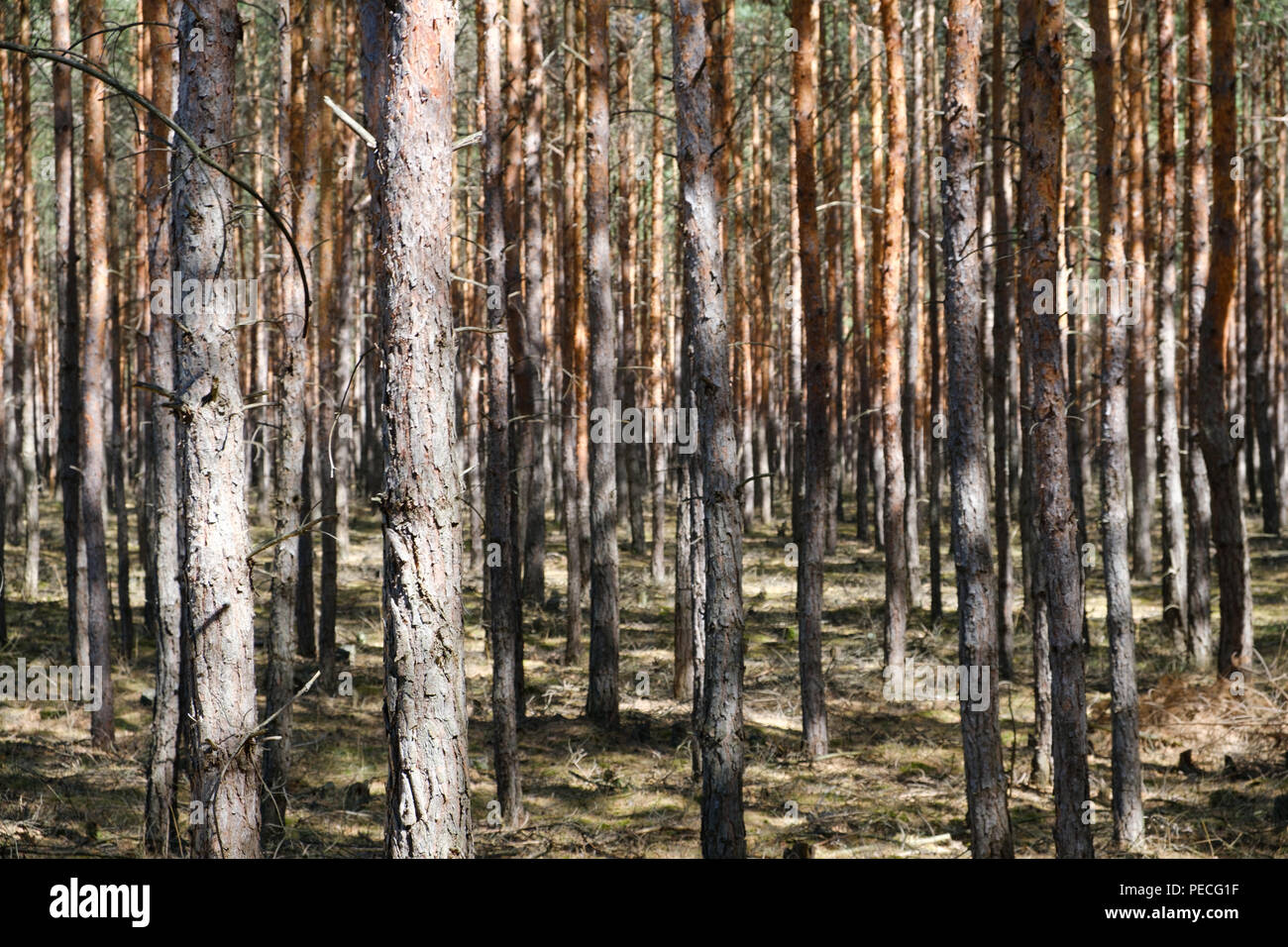 Pine Tree trunks in Wald - nadelbäume - Stockfoto
