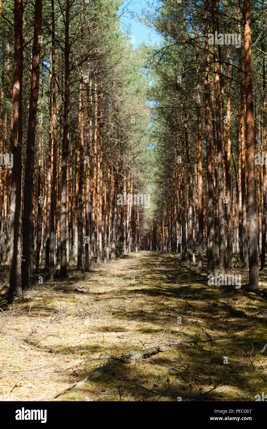 Waldlichtung Straße in Nadelholz tree forest - Pinien Stockfoto