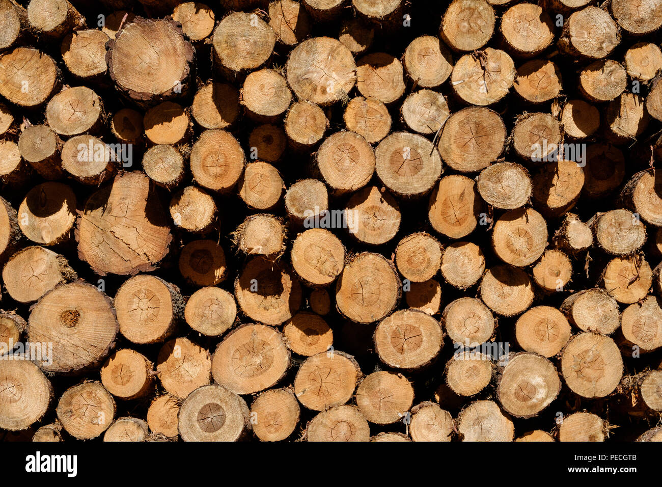 Nahaufnahme der Stämme der Bäume in der Natur-geschnitten Protokolle Stockfoto