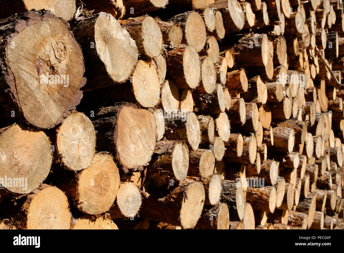 Protokolle der Bäume - Stückholz Protokolle Stockfoto