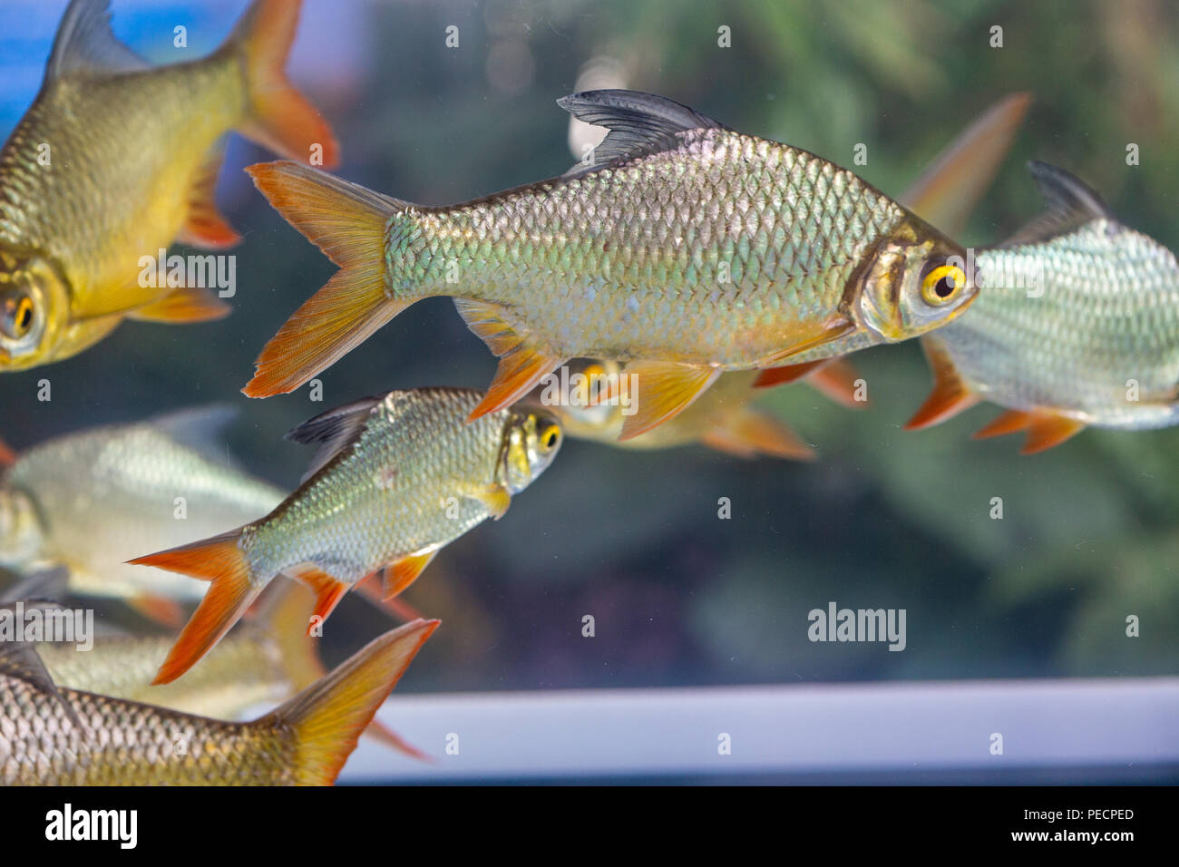 Gruppe von silbernen Widerhaken, Java Widerhaken in der Fish Tank Stockfoto