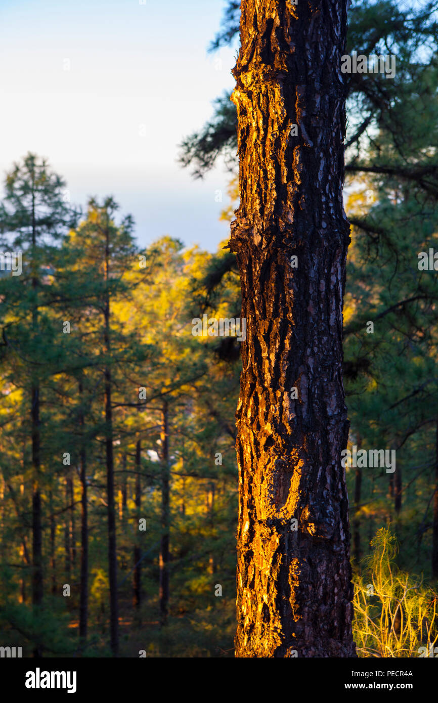 Kiefernwald in der Dämmerung - Kanarische Insel Kiefern, Pinus Canariensis an den Hängen des vulkanischen Berg Teide, oder Pico del Teide, Teneriffa, Kanarische Inseln - Eine Stockfoto