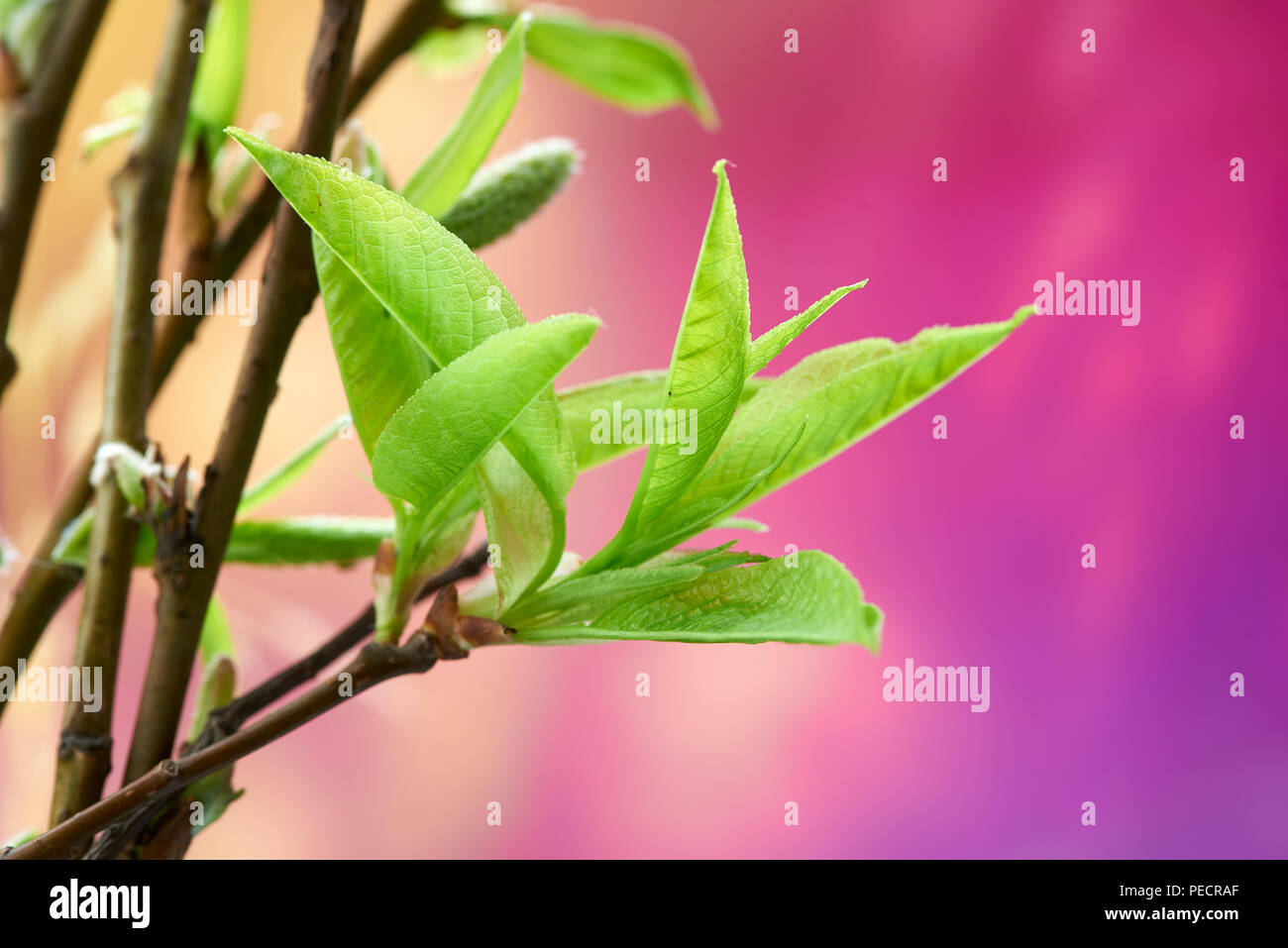 Schönen Frühling Hintergrund mit grünen Zweig auf bunten Textur. Makroaufnahme. Tapete. Stockfoto