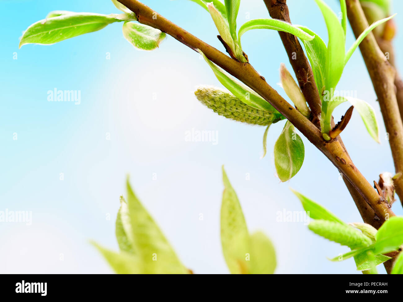 Schönen Frühling Hintergrund mit grünen Zweig auf Blau. Makroaufnahme. Tapete. Stockfoto