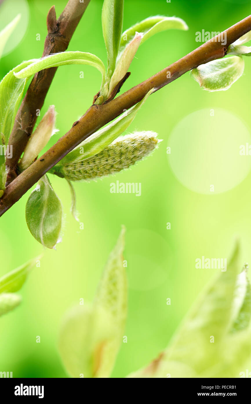 Schönen Frühling Hintergrund mit grünen Zweig auf Grün. Makroaufnahme. Tapete. Stockfoto
