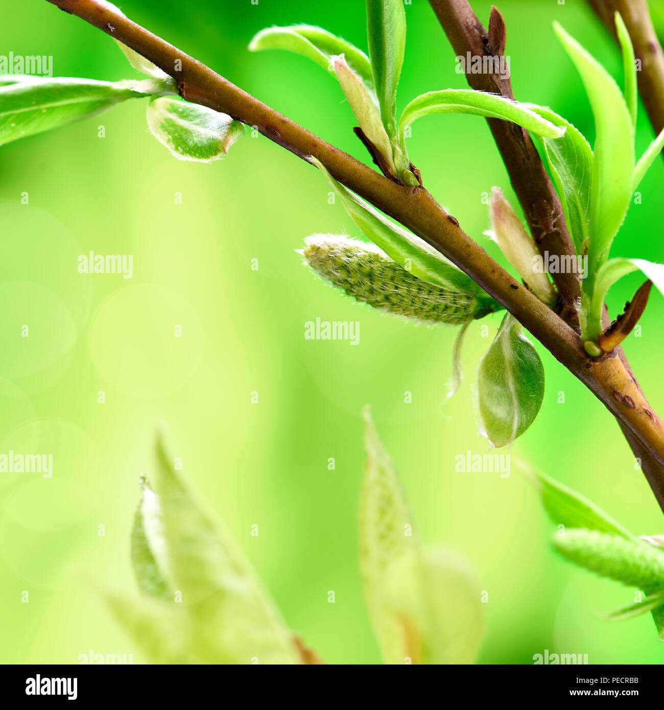 Schönen Frühling Hintergrund mit grünen Zweig auf Grün. Makroaufnahme. Tapete. Stockfoto