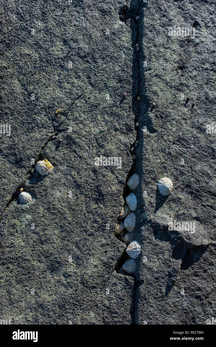 Kletten hängen an einer Felswand. Stockfoto