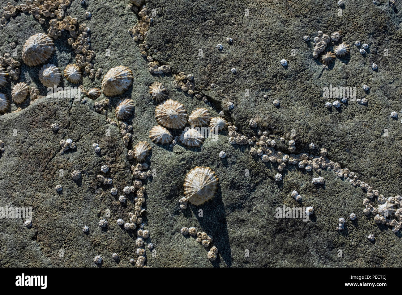 Napfschnecken und Seepocken Festhalten an einer Felswand. Stockfoto
