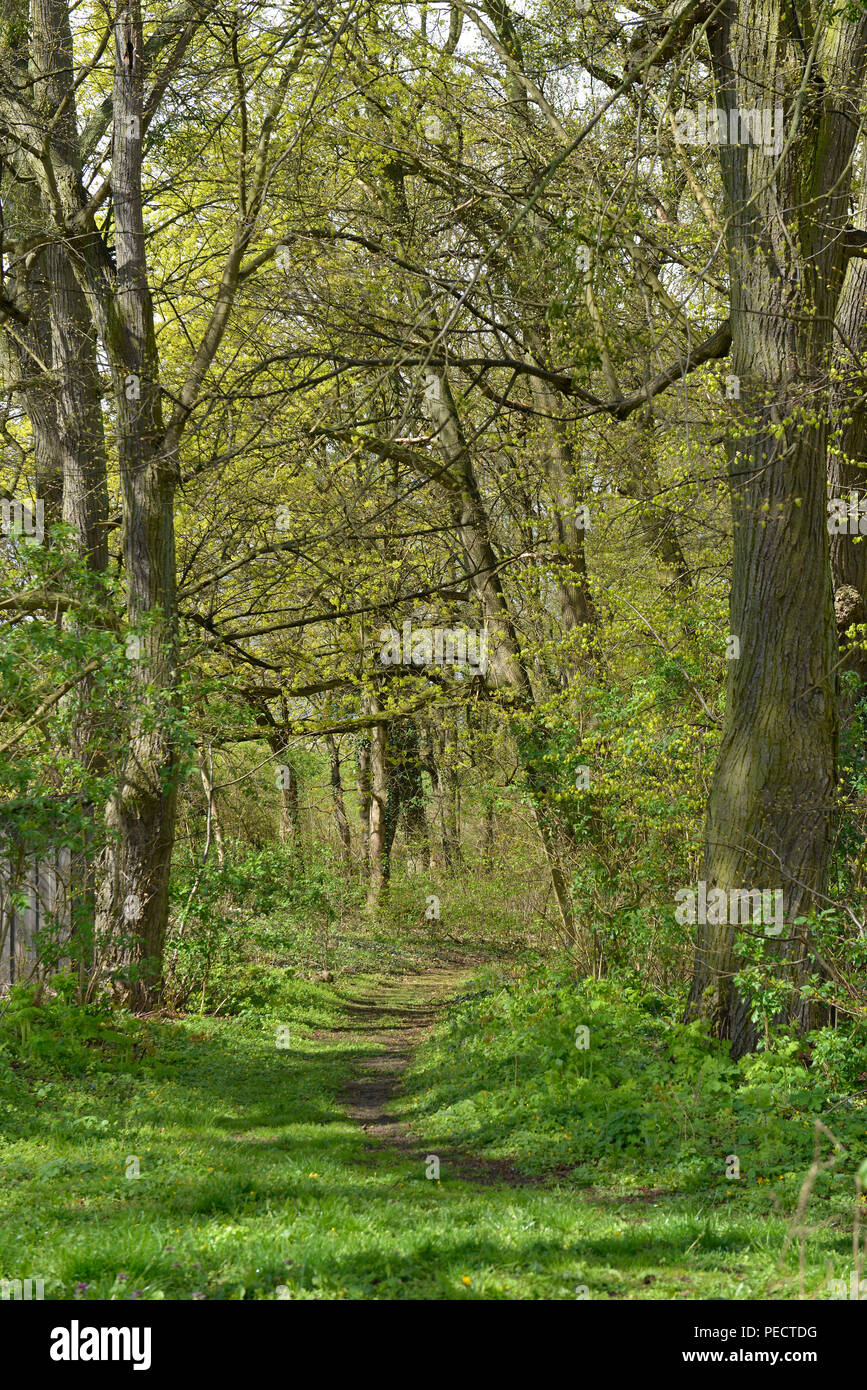 Waldweg, Schorfheide, Brandenburg, Deutschland Stockfoto