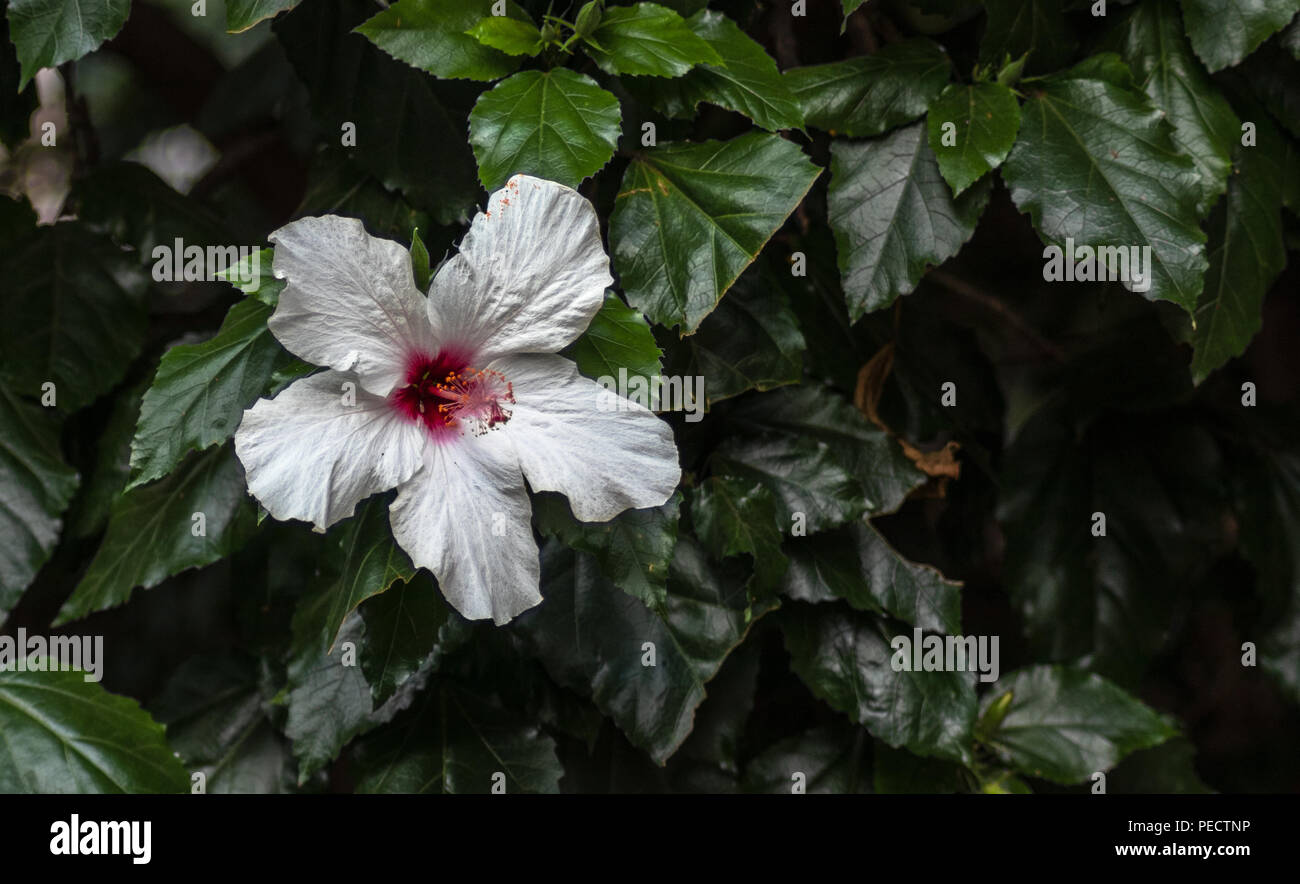 Weiße Blume Kopf Nahaufnahme mit glänzender grüne Blätter auf dem Hintergrund in Yarkon Park Tel Aviv Stockfoto