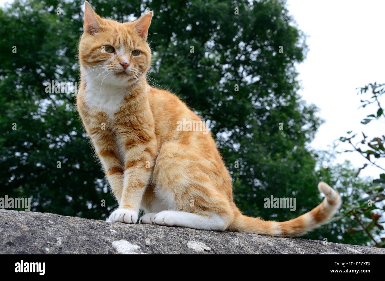 Große Ingwer Katze sitzt an einer Wand Stockfoto