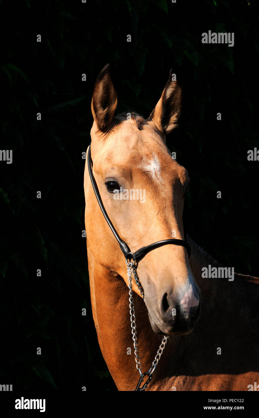 Achaltekkiner Teke, Palomino, junge Hengst Stockfoto
