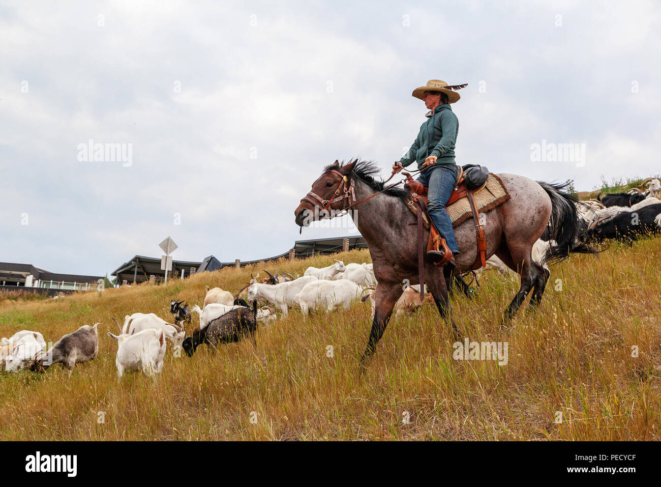 CALGARY, Kanada - 12.August 2018: ein rancher Ziegen hüten, in einer Bemühung, Unkraut in einem Calgary Park zu essen als Teil der gezielten Beweidung der Plan der Stadt Stockfoto