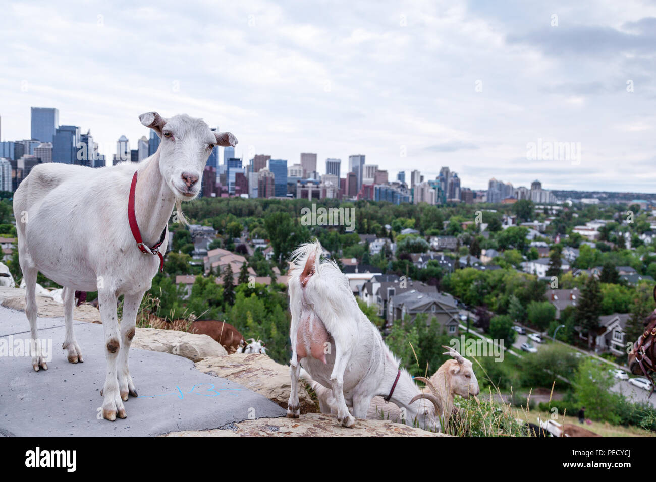 Ziegen fressen Unkraut in einem Calgary Park als Teil der gezielten Beweidung der Plan der Stadt für invasive Unkräuter Management mit umweltfreundlichen friendl Stockfoto