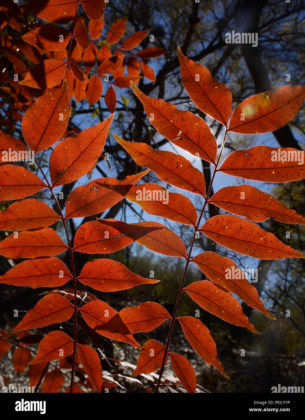 Herbstlaub Bäumen Farbe im Ufernahen Bereich auf der Anza Trail entlang des Santa Cruz River, Tubac, Arizona, USA. Die Santa Cruz River ist par Stockfoto