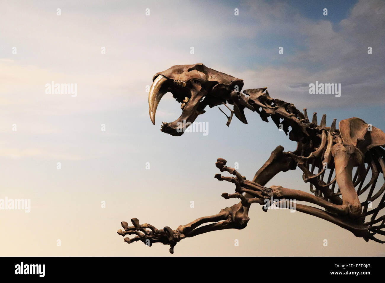 Skelett einer Saber Tooth Tiger Stockfoto