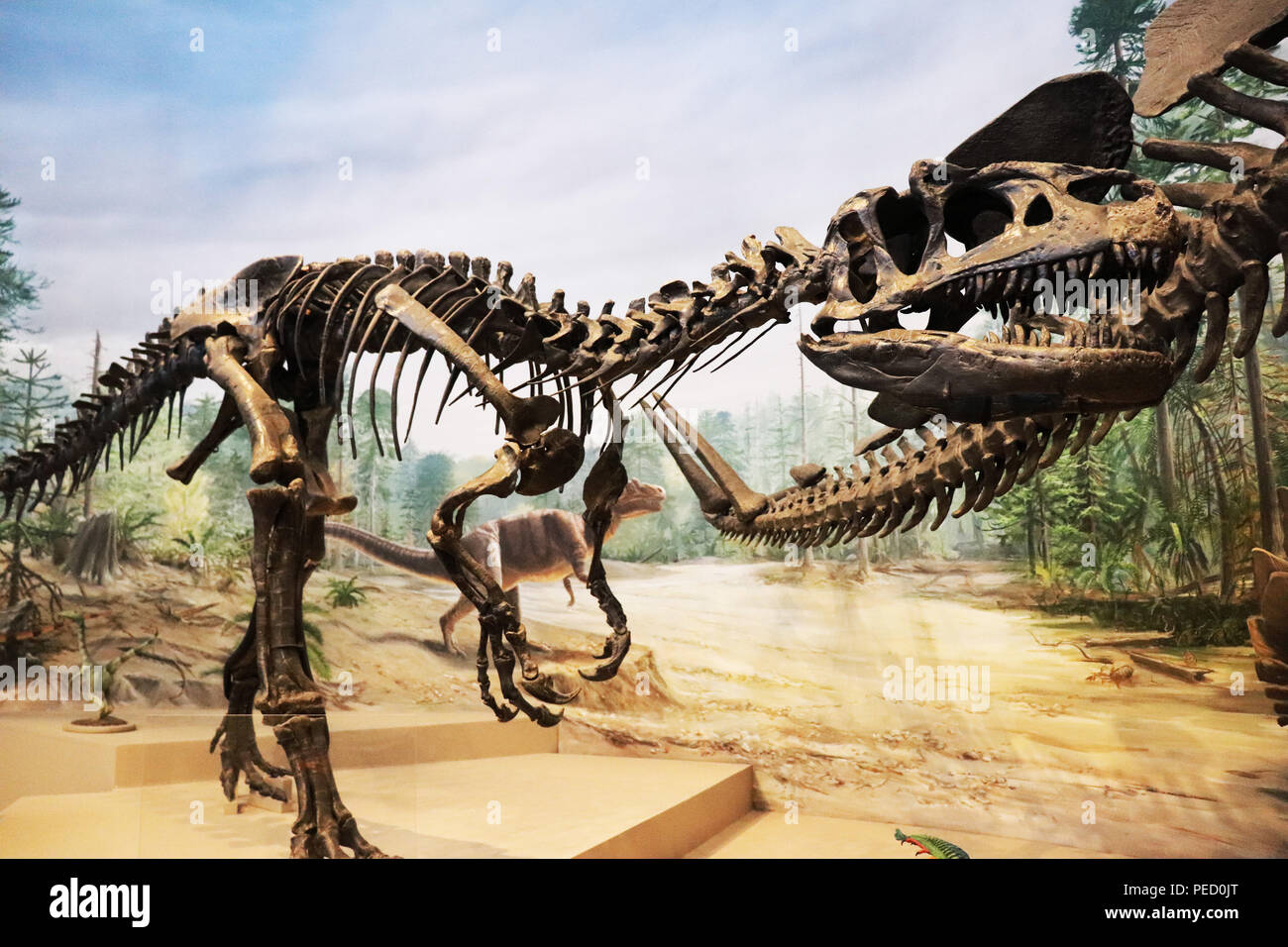 Skelett einer Raptor Stockfoto
