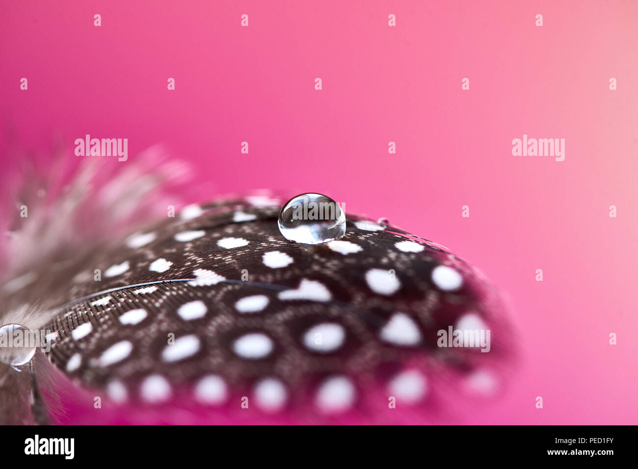 Hintergrund mit vogelfeder. Perlhuhn weiches Federbett mit transparenten Tropfen Wasser auf rosa Hintergrund. Abstrakte romantische künstlerische empfindliche magische Bild für den Urlaub, Karten. Stockfoto