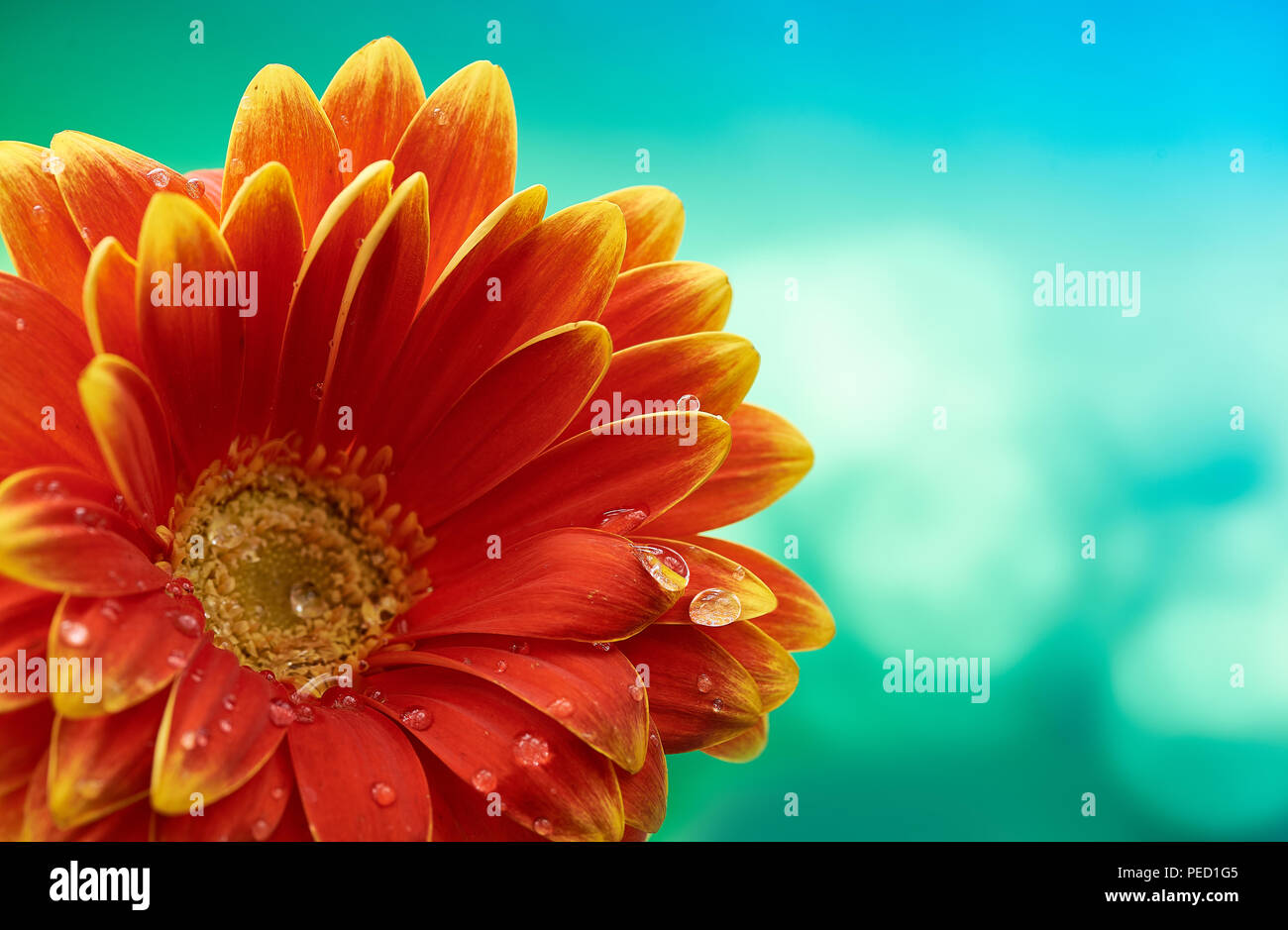 Schöne orange Blume Gerbera mit Wassertropfen auf Türkis abstrakt Hintergrund. Makrofotografie von gerbera Blume. Stockfoto