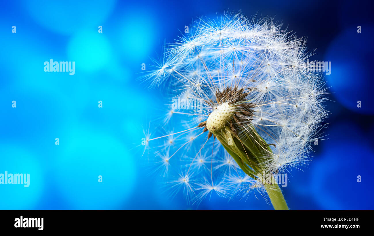 Makro einer Löwenzahn auf dem blauen Abstrakt Hintergrund. Tapete. Banner. Stockfoto