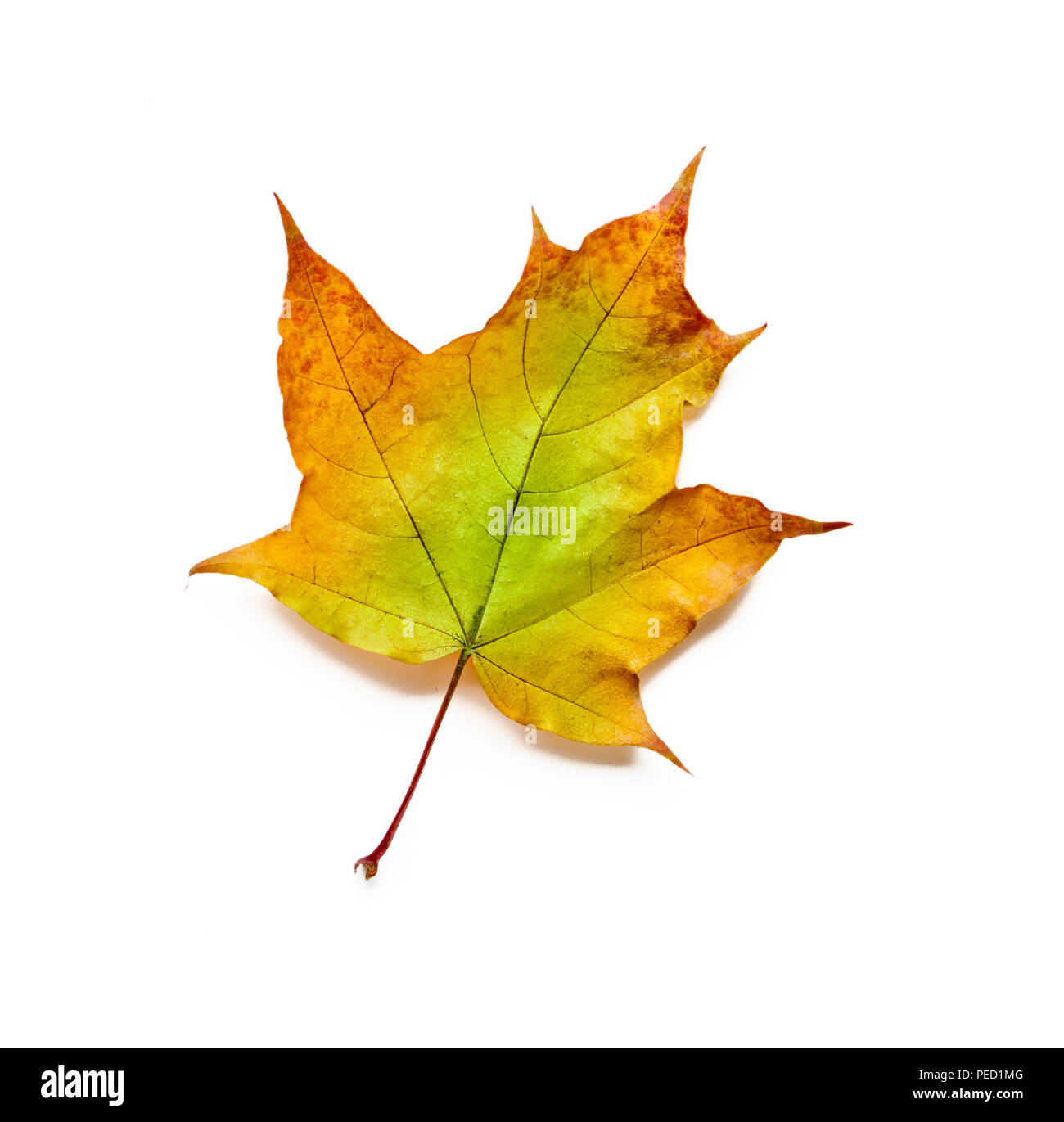 Herbst Blatt mit Freistellungspfad isoliert. Stockfoto