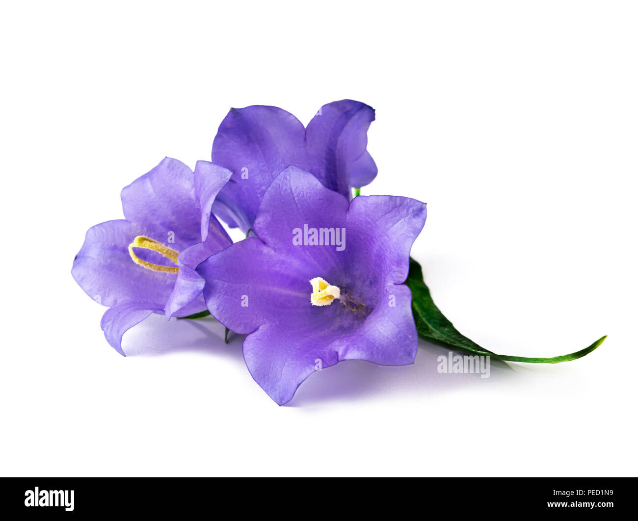 Drei blaue Glocke Blumen isoliert. Schönen violetten Bell Blumen auf weißem Hintergrund. Stockfoto