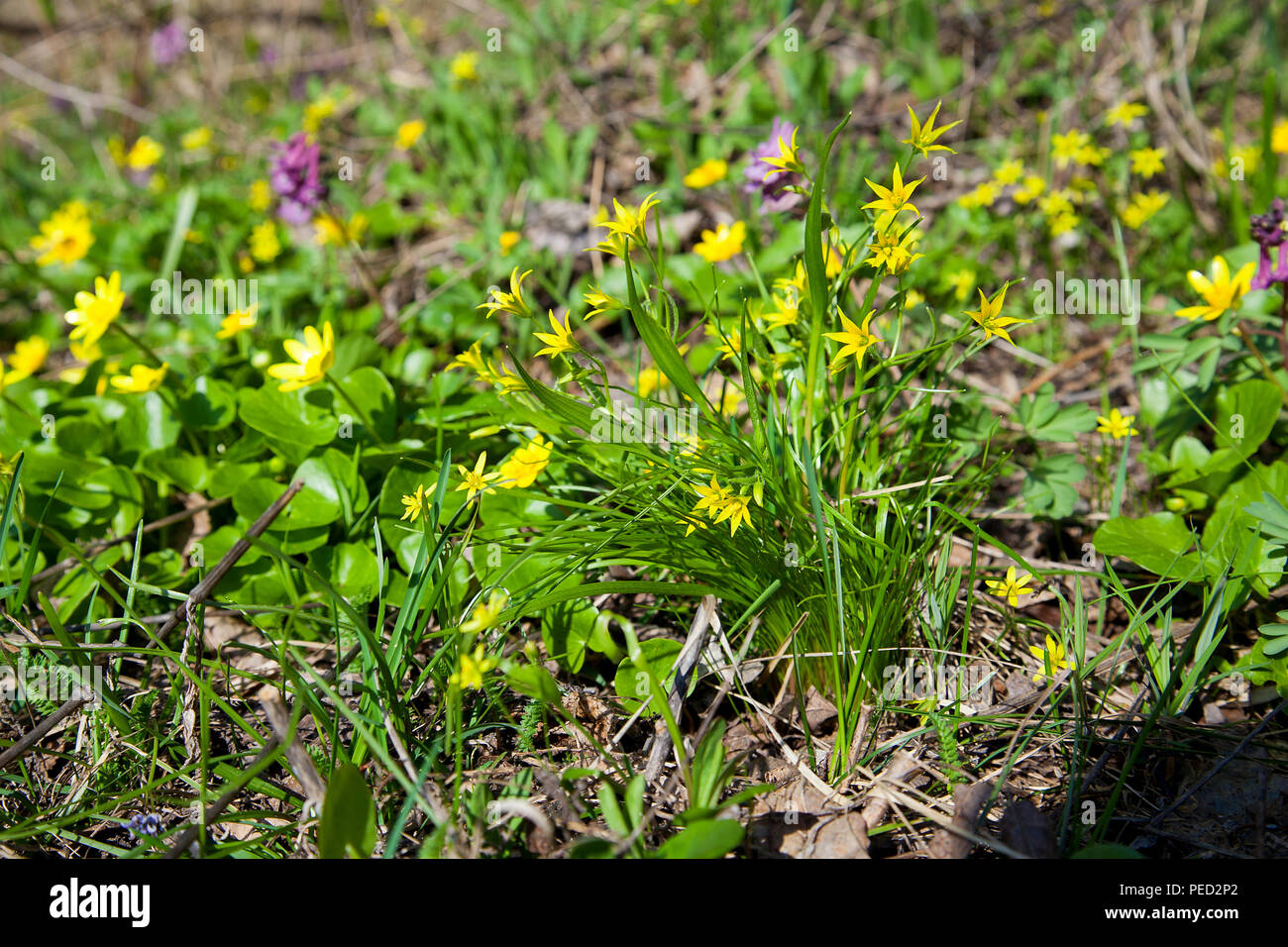 Gagea lutea, den gelben Stern-von-Bethlehem blühen im Frühjahr Wald. Gagea lutea ist eine Gattung von Krautigen Knollenpflanzen der Liliefamilie (Lilia Stockfoto