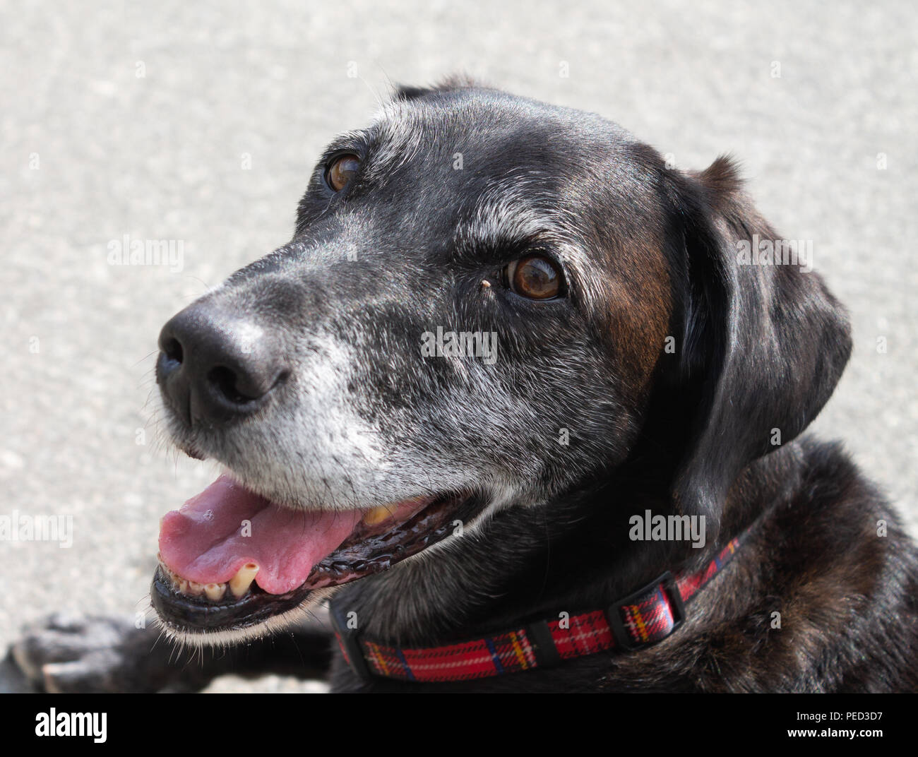 Nahaufnahme der Älteren oder alten Hund mit grauen Schnurrhaare, (Canis lupus f. familiaris). Stockfoto