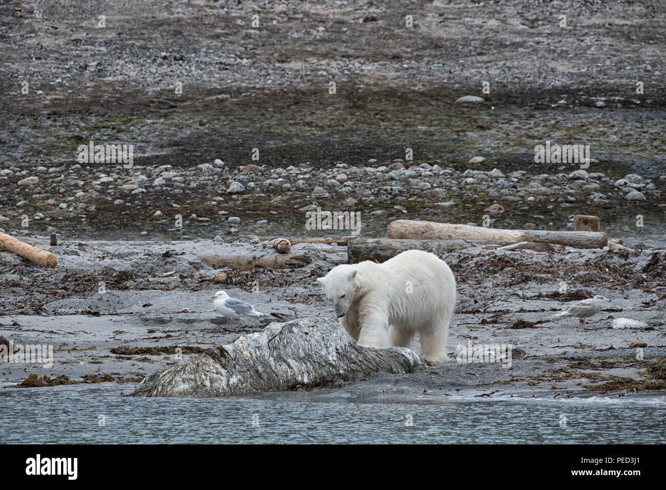 Auf einer Bank frisst ein Eisbär ( ursus maritimus) die Kadaver eines Wals. Phippsøya, Svalbard, Norwegen Stockfoto