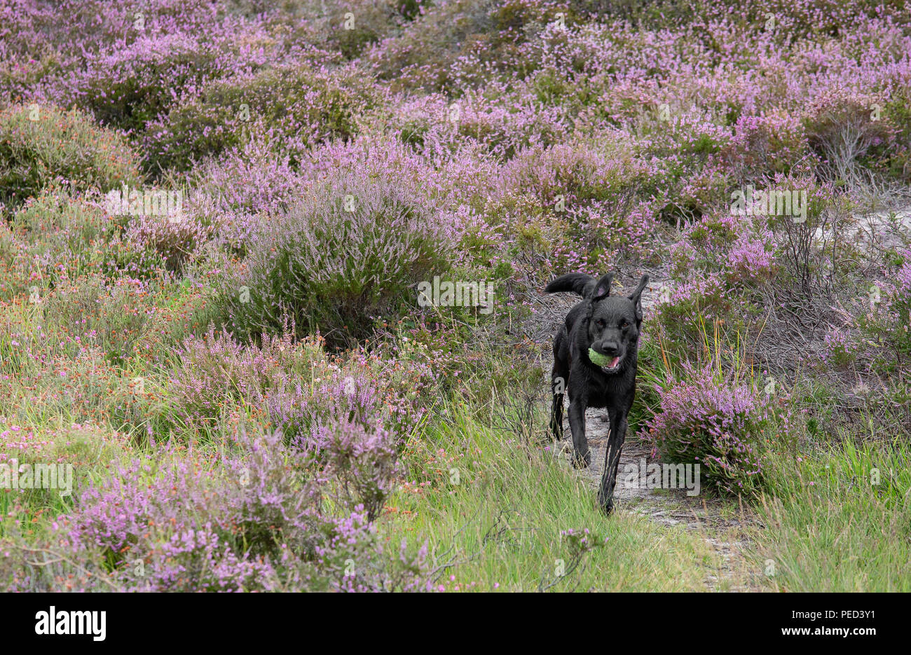 Hund läuft durch die beine Fotos und Bildmaterial in hoher Auflösung