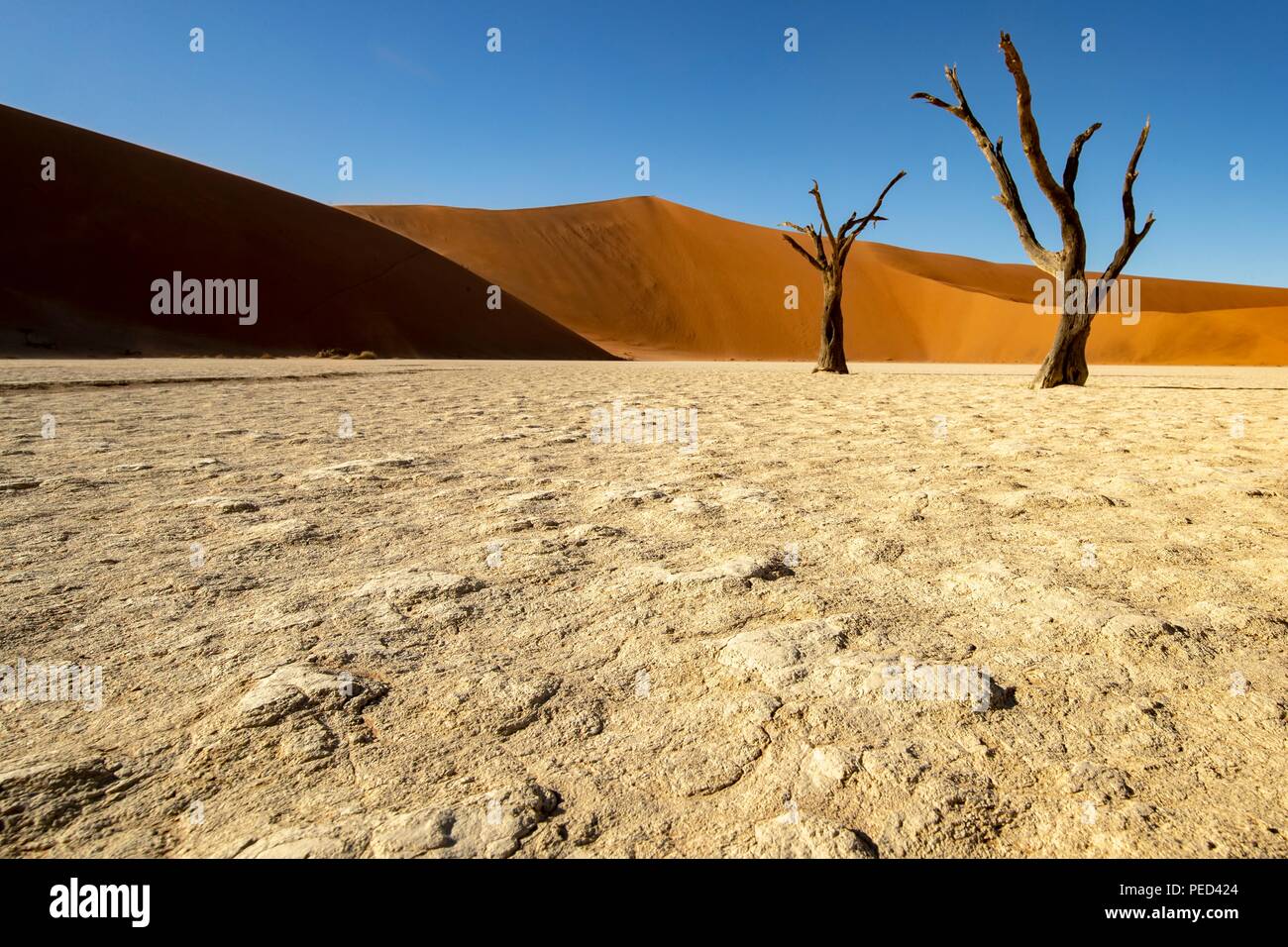 Deadvlei ist eine weiße Lehmpfanne befindet sich in der Nähe der berühmteren Salz Pfanne des Sossusvlei im Namib-Naukluft Park in Namibia. Auch geschrieben DeadVlei oder Stockfoto