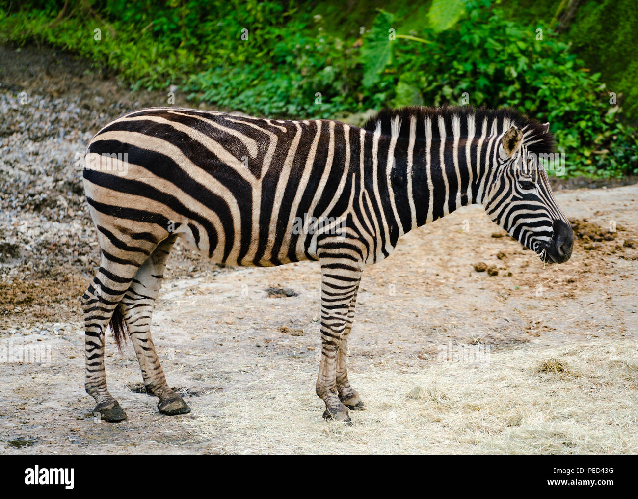 Die Grevy Zebra Equus grevyi auch wissen, wie die Imperial zebra stehend Stockfoto