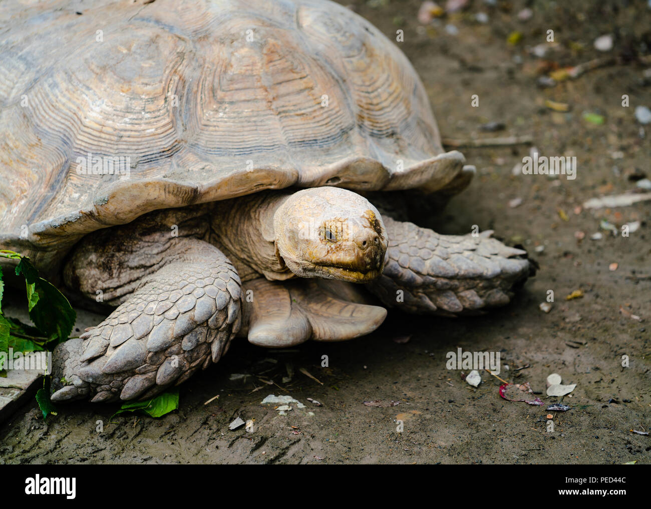 Sulcata Geochelone sulcata Schildkröte oder Hochformat close-up Stockfoto