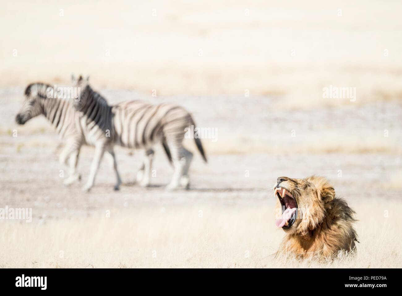 Ein Löwe brüllt wie Zebra Spaziergang durch auf dem Weg zu einem Wasserloch im Etosha National Park in Namibia Stockfoto