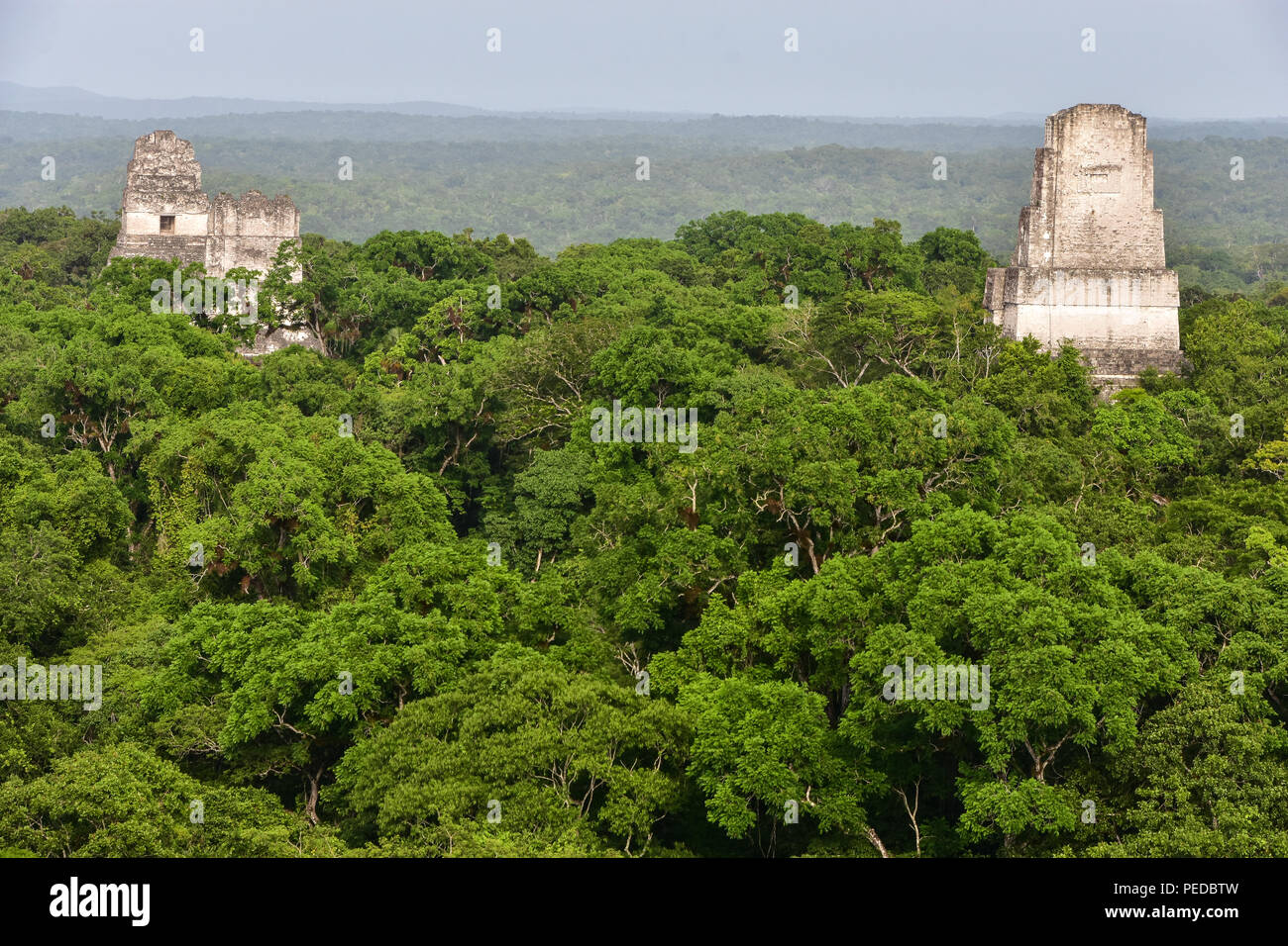 Nationalpark Tikal, Guatemala Stockfoto