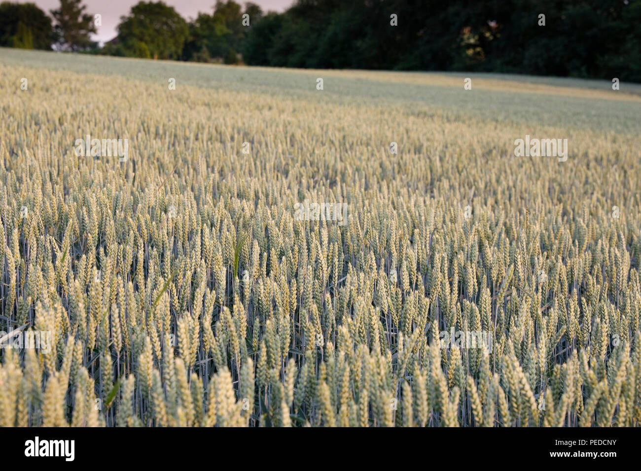 Reifenden Weizen im Feld in der Nähe von Überlingen, Deutschland. Stockfoto