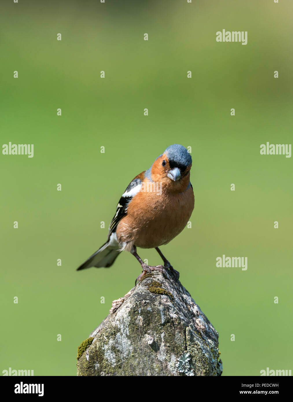 Buchfink, Hexham, Northumberland, Großbritannien Stockfoto