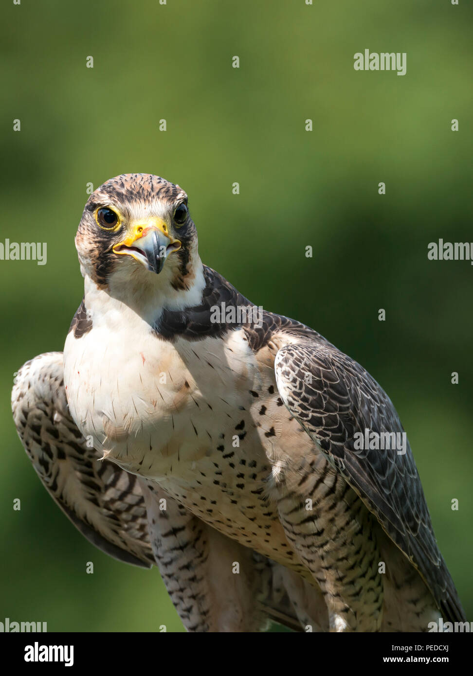 Hybrid Falcon, Hesham, Northumberland, Großbritannien Stockfoto